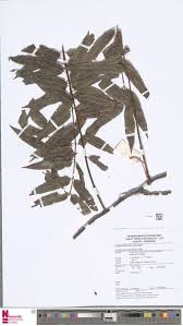 Image result for Lomariopsidaceae