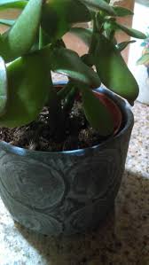 The common reasons for the jade plant drooping are an inadequate supply of sunlight and fertilizing. Jade Plant Starting To Turn Soft And Wilt