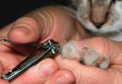 Top 5 best cat nail clippers and trimmers. Clipping Your Cat S Claws