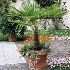 Um den rabatt des pötschke codes zu erhalten, prüfen sie. Pflanzen Online Kaufen Bei Gartner Potschke