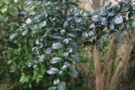 Image result for Salicaceae