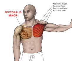 Uncommon Injuries Pec Minor A Diagnostic Dilemma