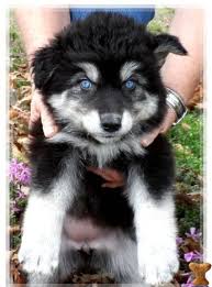 Black Husky Wolf Mix Puppies Zoe Fans Blog Wolf Dog Puppy Wolf Hybrid Puppies Wolf Dog