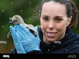 Beth tweddle hi-res stock photography and images