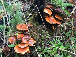 The Best Tips For Edible Mushroom Hunting In Oregon