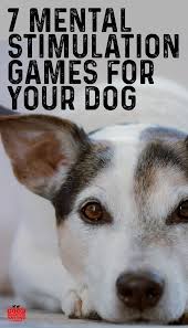 Brain Training For Dogs 7 Brain Games To Play With Your Pup In 2020 Girl And Dog Dogs Dog Remedies