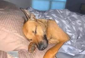 them: u really let ur dog sleep