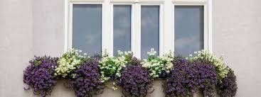 The are lots of herbs that will grow happily in window boxes. Full Sun Plants Archives Garden Weasel