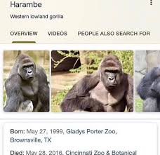 Harambe Memes Explore Tumblr Posts And Blogs Tumgir