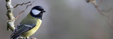 Heimische Wintervogel So Erkennst Du Sie Auf Einen Blick Bluhendes Osterreich