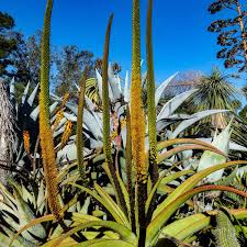Image result for Aloe plowesii