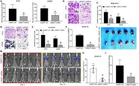 General signs and symptoms of advanced and metastatic cancer can include: Frontiers Lnmat1 Promotes Invasion Metastasis Cascade In Malignant Melanoma By Epigenetically Suppressing Cadm1 Expression Oncology