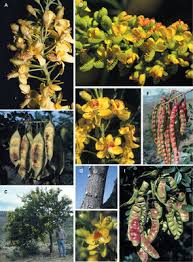 Image result for Mezoneuron angolense