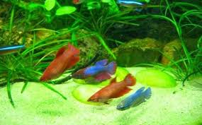 Contrary to most betta fish, plakat bettas have short and round tails. Red Female Betta Fish Vang Bettas