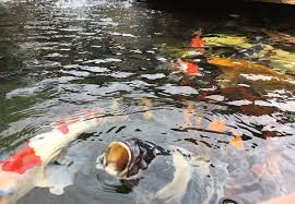 Keep in mind that these koi will grow to 15 inches, on average, and will require more and more water. Colorado Koi Company Home Facebook