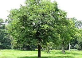 How To Grow Tamarind Tree Tree Seeds Plants Tamarind