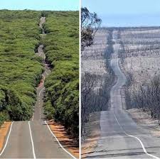 Kangaroo Island Before After Bushfire In 2020 Kangaroo Island Australia Galapagos Islands