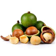 Image result for Macadamia aff. integrifolia