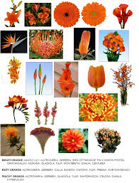 Maybe you would like to learn more about one of these? Sixth In Our Series On Color Orange Modern Petals Blog