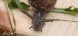 Check spelling or type a new query. How To Deal With Slugs And Snails