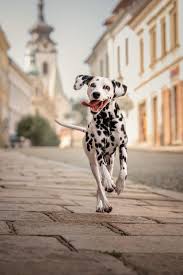 Image result for dalmatin