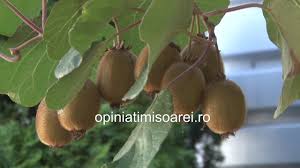 Beneficiile oferite de kiwi pentru sanatate. Plantatii De Kiwi In Timis Youtube
