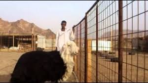 Check spelling or type a new query. Ø®Ø±ÙˆÙ Ù†Ø¬Ø¯ÙŠ Ù…Ø³ØªÙ‚Ø¨Ù„ ÙØ­Ù„ 1 Youtube