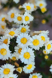 Pin On Flowers In India