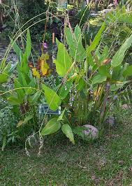 Image result for Thalia geniculata