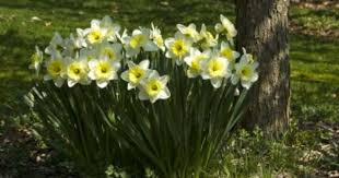 What Is The Difference Between Daffodil Jonquil And Narcissus Jonquil Flowers Daffodil Bulbs Daffodils