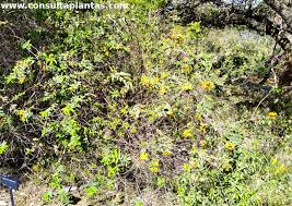 Image result for Hypericum roeperianum