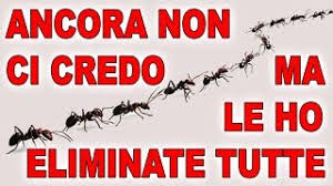 Si tratta di prodotti naturali al 100% e, a differenza dei più comuni insetticidi, non comportano alcun rischio per la salute. Cosi Ho Debellato Una Invasione Di Formiche In Casa Eliminare Tutte In Un Solo Colpo Youtube
