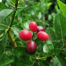 Image result for Carissa bispinosa