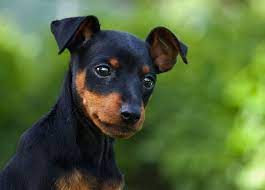 Check spelling or type a new query. 43 Best Small Dog Breeds Toy Breed Dogs