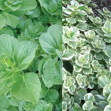 To solve the issue, try incorporating a natural cat repellent. Cat Shoo Collection J Parker Dutch Bulbs