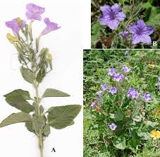 Image result for Spermacoce ruelliae