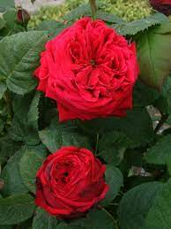 That definition is the class was in existence before 1867. Pin On Heritage Roses