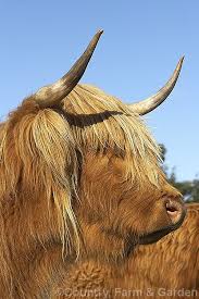 So, then i decided that i won't cut my hair. A Highland Cow Showing The Especially Long Hair On The Ears And Forehead The Highland Is An Old Breed From Islands And Mai Cattle Highland Cattle Fluffy Cows