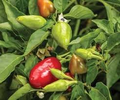 Best fertilizer for pepper plants. Growing Peppers How To Grow Pepper Plants Garden Design