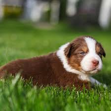 We did not find results for: 1 Australian Shepherd Puppies For Sale In Houston Tx