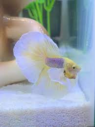 Betta infected with hole in the head have an abrasion on the head that looks like a pinhole or white fuzz. Why Is My Betta Fish Progressively Losing Its Color Aquanswers