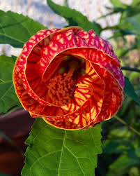 Image result for Abutilon lauraster