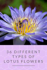 List of different types of exotic flowers with exquisite visuals. 36 Different Types Of Lotus Flowers Lotus Flower Flowers Perennials Flowers