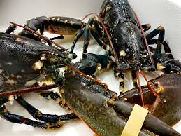 L'aragosta nostrale che io faccio 60 euro al chilo. Astice Canadese 24fish