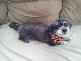 Check spelling or type a new query. Ever Wonder What A Schnauzer Poodle Mix Looked Like I Give You The Schnoodle Imgur