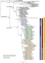 Image result for Huperzia dacrydioides