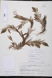 Image result for Ceratophyllum muricatum