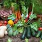 Garden Fresh Recipes