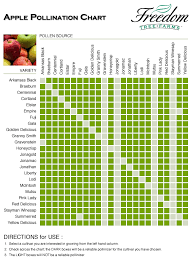 apple pollination chart potted fruit trees apple tree