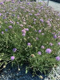 Image result for Scabiosa